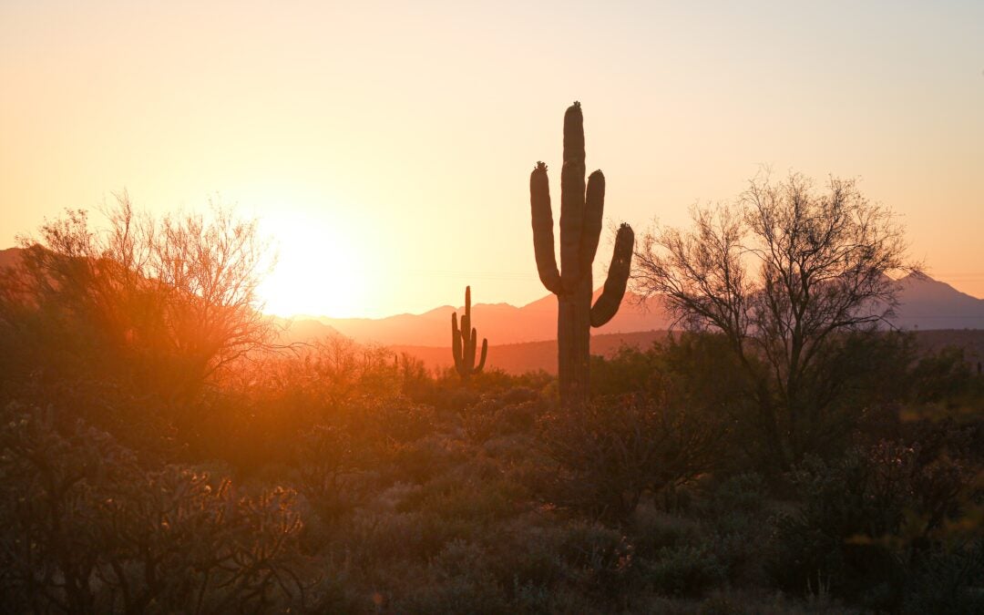 Explore Phoenix for Free! 20 Kid-Friendly Activities for Families